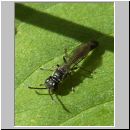 Trypoxylon cf attenuatum - Grabwespe m03 8mm.jpg